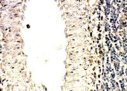 SOCS-1 Antibody, Novus Biologicals 100 &mu;g | Buy Online | Novus Biologicals | Fisher Scientific
