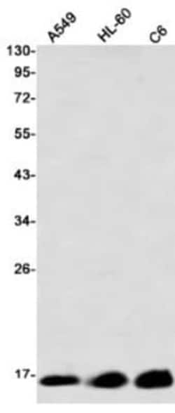 SOD1/Cu-Zn SOD Antibody (S08-5A5), Novus Biologicals:Antibodies:Primary