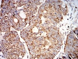 SOD2/Mn-SOD Antibody (8H3F9) - BSA Free, Novus Biologicals 0.1 ml; Unconjugated:Antibodies,