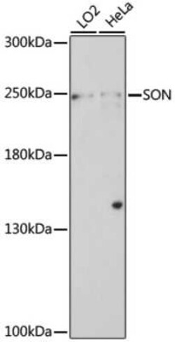 SON Antibody - Azide and BSA Free, Novus Biologicals:Antibodies:Primary
