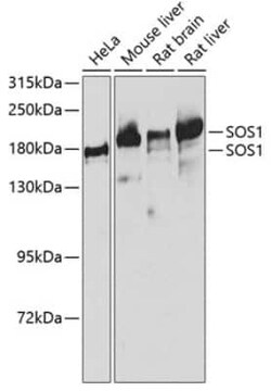SOS1 Antibody - BSA Free, Novus Biologicals:Antibodies:Primary Antibodies