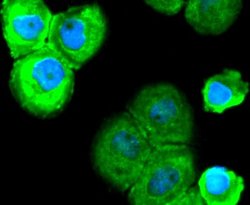 SOX10 Rabbit anti-Human, Clone: SN20-41, Novus Biologicals 100&mu;L:Antibodies,