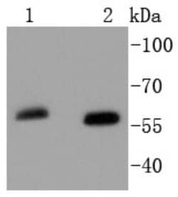 SOX10 Rabbit anti-Human, Clone: SN20-41, Novus Biologicals 100&mu;L:Antibodies,