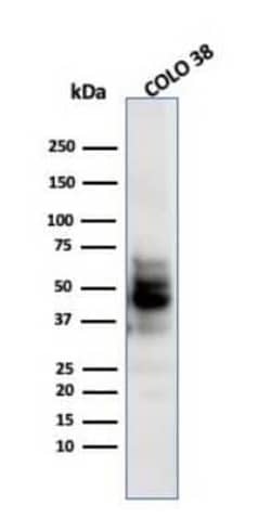 SOX10 Antibody (SPM607), Novus Biologicals:Antibodies:Primary Antibodies