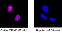 Human SOX10 Antibody, R D Systems 25 &mu;g; Unconjugated:Antibodies, Monoclonal
