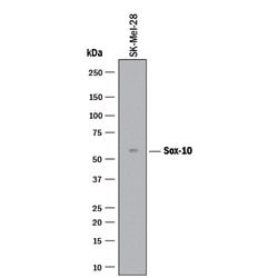 Human SOX10 Antibody, R D Systems 25 &mu;g; Unconjugated:Antibodies, Monoclonal