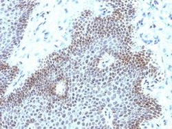 SOX11 Antibody (SOX11/3235R) - Azide and BSA Free, Novus Biologicals 100