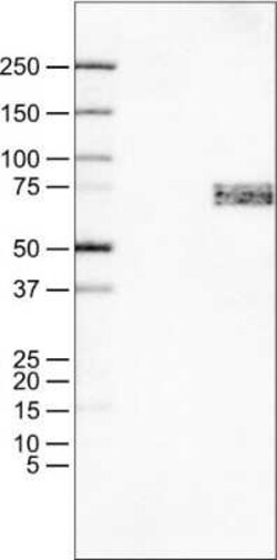 SOX11 Antibody (CL0143), Novus Biologicals 0.1 mL, Unconjugated:Antibodies,