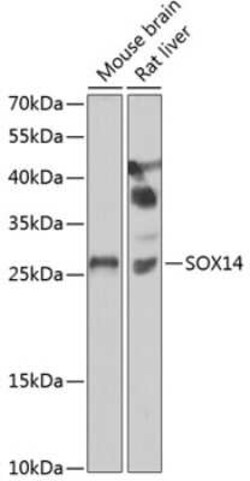 SOX14 Antibody - BSA Free, Novus Biologicals:Antibodies:Primary Antibodies