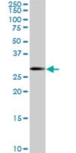 SOX15 Antibody (2C1), Novus Biologicals 0.1 mg | Buy Online | Novus Biologicals | Fisher Scientific