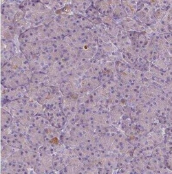 SOX17 Antibody, Novus Biologicals 25 &mu;L, Unconjugated:Antibodies, Polyclonal