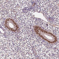 SOX17 Antibody, Novus Biologicals 25 &mu;L, Unconjugated:Antibodies, Polyclonal