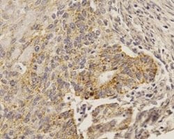 SOX2 Antibody (4G8) - Azide and BSA Free, Novus Biologicals 0.1 mg; Unconjugated:Antibodies,