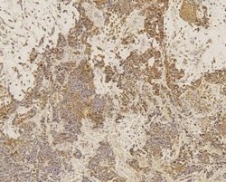 SOX2 Antibody (4G8) - Azide and BSA Free, Novus Biologicals 0.1 mg; Unconjugated:Antibodies,