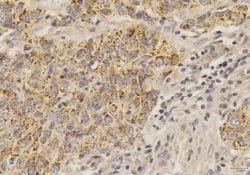 SOX2 Antibody (4G8) - Azide and BSA Free, Novus Biologicals 0.1 mg; Unconjugated:Antibodies,