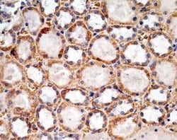 SOX2 Antibody (4G8) - Azide and BSA Free, Novus Biologicals 0.1 mg; Unconjugated:Antibodies,