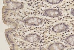 SOX2 Antibody (4G8) - Azide and BSA Free, Novus Biologicals 0.1 mg; Unconjugated:Antibodies,