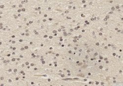 SOX2 Antibody (4G8) - Azide and BSA Free, Novus Biologicals 0.1 mg; Unconjugated:Antibodies,
