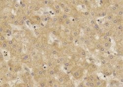 SOX2 Antibody (4G8) - Azide and BSA Free, Novus Biologicals 0.1 mg; Unconjugated:Antibodies,
