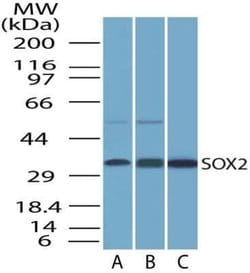SOX2 Antibody (4G8) - Azide and BSA Free, Novus Biologicals 0.1 mg; Unconjugated:Antibodies,