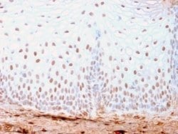 SOX2 Rabbit anti-Human, Mouse, Clone: SOX2/3169R, Novus Biologicals:Antibodies:Primary