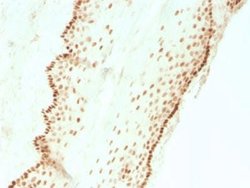 SOX2 Antibody (SOX2/3811R) - Azide and BSA Free, Novus Biologicals 100 &mu;g | Buy Online | Novus Biologicals | Fisher Scientific