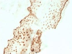 SOX2 Rabbit anti-Human, Mouse, Clone: SOX2/3811R, Novus Biologicals:Antibodies:Primary