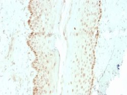 SOX2 Antibody (rSOX2/1792) - Azide and BSA Free, Novus Biologicals 100 &mu;g | Buy Online | Novus Biologicals | Fisher Scientific