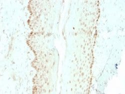 SOX2 Mouse anti-Human, Mouse, Clone: rSOX2/1792, Novus Biologicals 20 &mu;g;