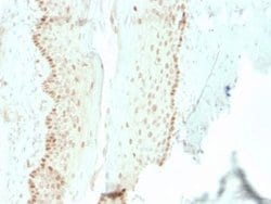 SOX2 Mouse anti-Human, Mouse, Clone: rSOX2/1792, Novus Biologicals 20 &mu;g;