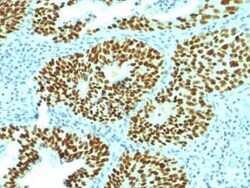 SOX2 Antibody (SOX2/1792), Novus Biologicals:Antibodies:Primary Antibodies