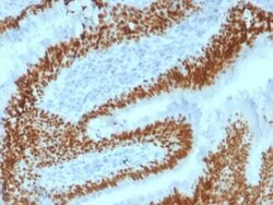 SOX2 Antibody (SOX2/1792), Novus Biologicals:Antibodies:Primary Antibodies