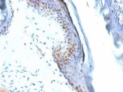 SOX2 Antibody (SOX2/1792), Novus Biologicals:Antibodies:Primary Antibodies