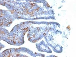 SOX2 Antibody (SOX2/1792), Novus Biologicals:Antibodies:Primary Antibodies
