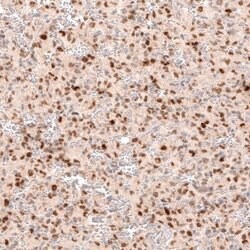 SOX4 Antibody (CL5634), Novus Biologicals 25 &mu;L:Antibodies, Monoclonal