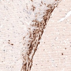 SOX4 Antibody (CL5665), Novus Biologicals 25 &mu;L:Antibodies, Monoclonal