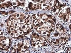 SOX8 Antibody, Novus Biologicals 100 &mu;g; Unconjugated:Antibodies, Polyclonal