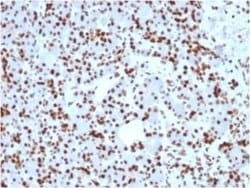 SOX9 Antibody (SOX9/2398) - Azide and BSA Free, Novus Biologicals 100 &mu;g;
