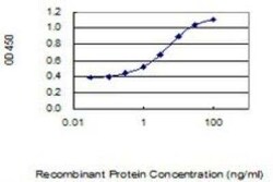 SOX9 Antibody (3C10), Novus Biologicals 0.1 mg | Buy Online | Novus Biologicals | Fisher Scientific