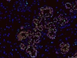 SOX9 Antibody (3C10), Novus Biologicals 0.1 mg | Buy Online | Novus Biologicals | Fisher Scientific