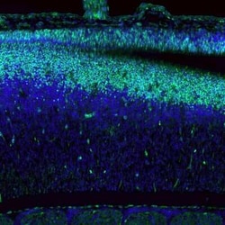 SOX9 Antibody (CL0639), Novus Biologicals 0.1 mL, Unconjugated:Antibodies,