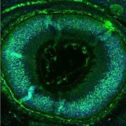 SOX9 Antibody (CL0639), Novus Biologicals 0.1 mL, Unconjugated:Antibodies,