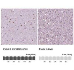 SOX9 Antibody (CL0639), Novus Biologicals 0.1 mL, Unconjugated:Antibodies,