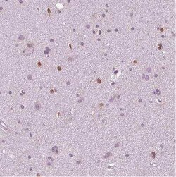 SOX9 Antibody (CL0639), Novus Biologicals 0.1 mL, Unconjugated:Antibodies,