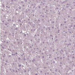SOX9 Antibody (CL0639), Novus Biologicals 0.1 mL, Unconjugated:Antibodies,