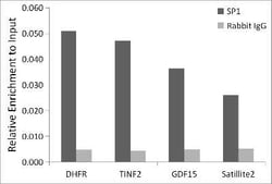 SP1 Rabbit anti-Human, Mouse, Rat, Clone: 5I3A8, Novus Biologicals:Antibodies:Primary