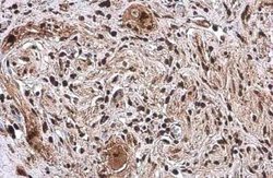SP1 Antibody (GT2574), Novus Biologicals 100 &mu;g | Buy Online | Novus Biologicals | Fisher Scientific