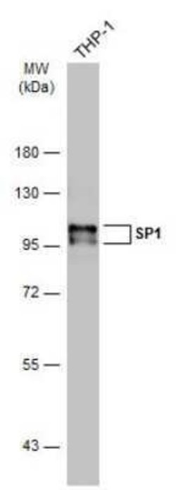 SP1 Antibody (GT2574), Novus Biologicals 100 &mu;g | Buy Online | Novus Biologicals | Fisher Scientific