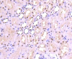 SP1 Rabbit anti-Human, Clone: JF0950, Novus Biologicals 100&mu;L:Antibodies,