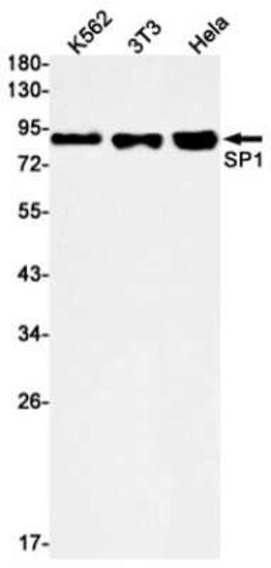 SP1 Rabbit anti-Human, Clone: S01-9G6, Novus Biologicals 25 &mu;g | Buy Online | Bio-Techne | Fisher Scientific